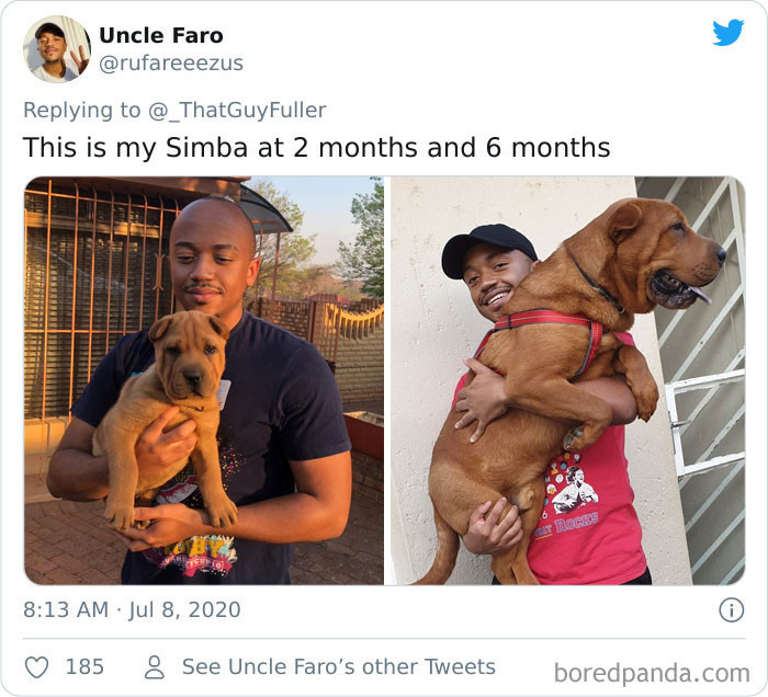 Large Labrador puppy now, showing big size increase compared to earlier.