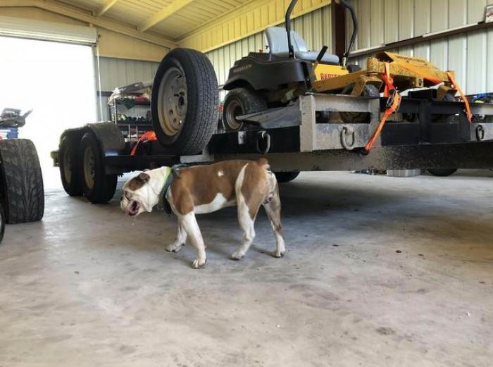 Friendly lost dog sits comfortably inside a stranger’s truck cab.