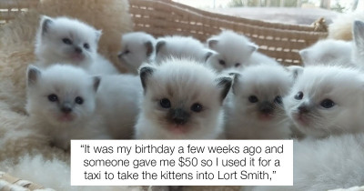 Australian Girl Donates Her Own Birthday Money To Save 14 Kittens