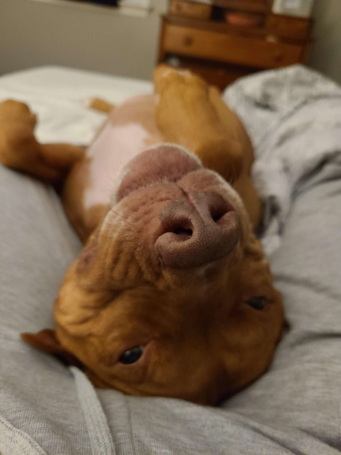 Apollo Rolling Around in Bed