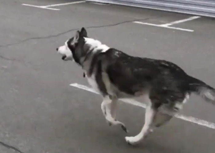 The war has separated many families from their beloved pets, but this husky was lucky to be reunited with hers