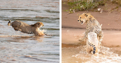 Photographers Captured the Moment When Five Cheetahs Crossed a Wild River Teeming with Crocodiles