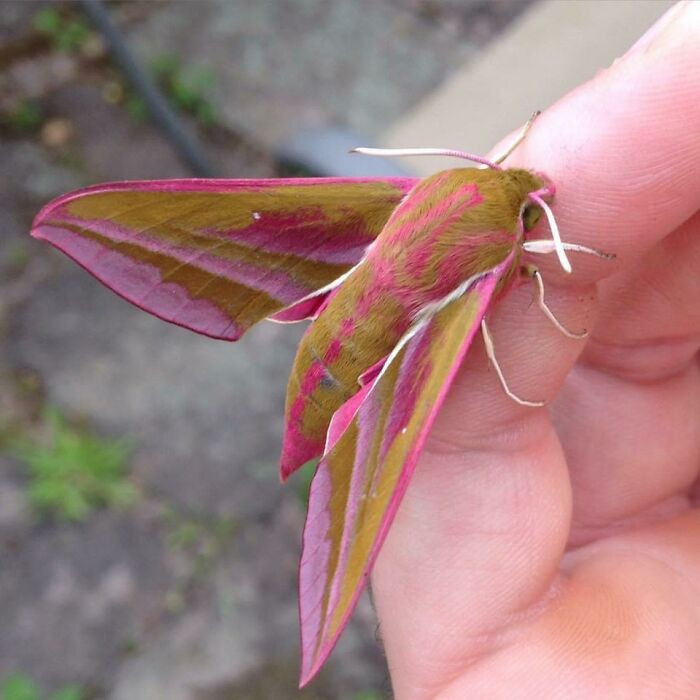 25. Elephant Hawk Moth With A Beautiful Pink Color