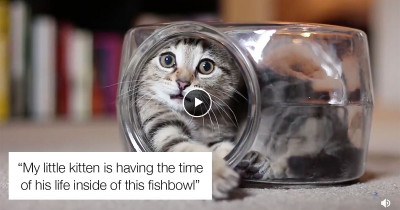 Kitten Went Viral After Its Owner Posted A Video Of Him Having The Time Of His Life Inside A Fishbowl