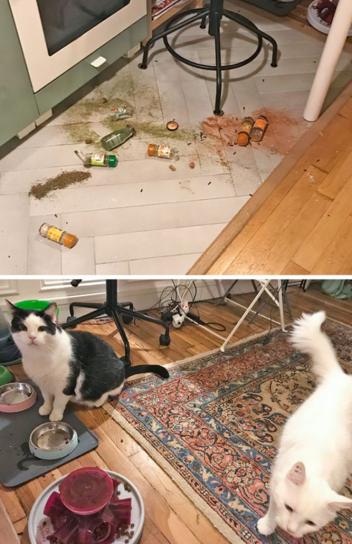 10. “My cats destroyed the spice rack while I was at work. Then they played with the debris. I have spices and shards everywhere in the apartment. Now they want to be fed. Like, NOW.”