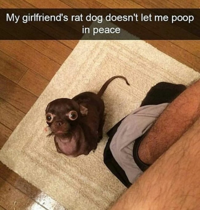 "My girlfriend's rat."