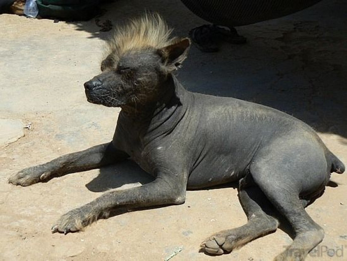 21. Or the Peruvian Hairless Dog