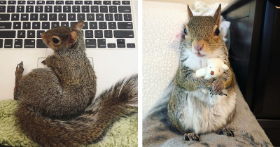 Squirrel Rescued From Hurricane Won’t Take A Nap Without Her Teeny Teddy Bear