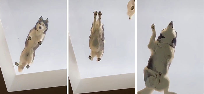 42. The husky seems to be having a good time up on the ceiling.