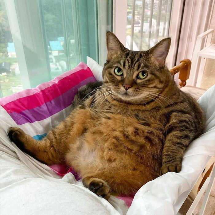 Prepare To Fall In Love With Manggo The Chubby Cat And Her Funny ...