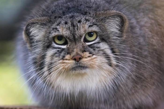 Manul cat with thick fur, loving admirer nearby despite its angry look.