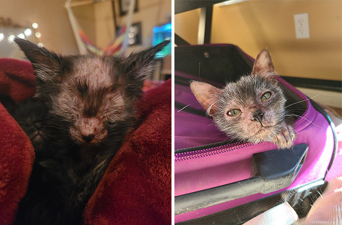 So, how is Gracie doing these days?