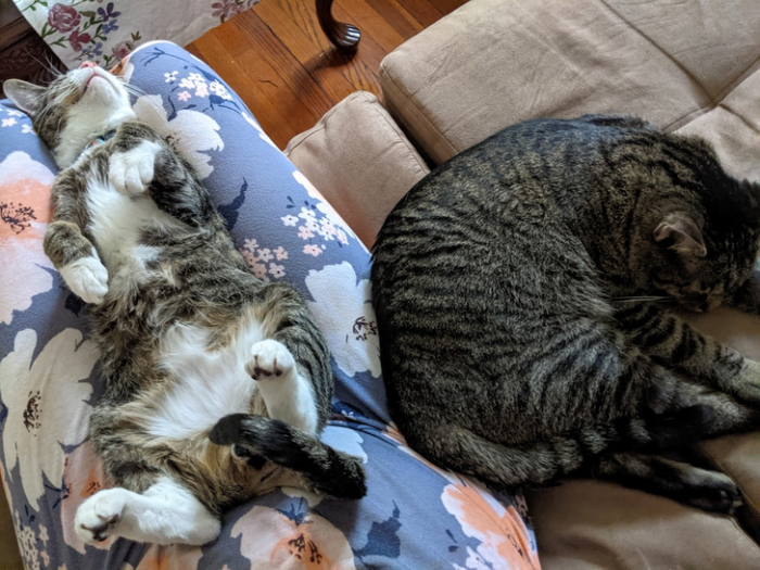 26. The Belly and the Shrimp