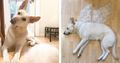 Doggo Owner Creates Fur Art After She Grooms Her Rescue Dog