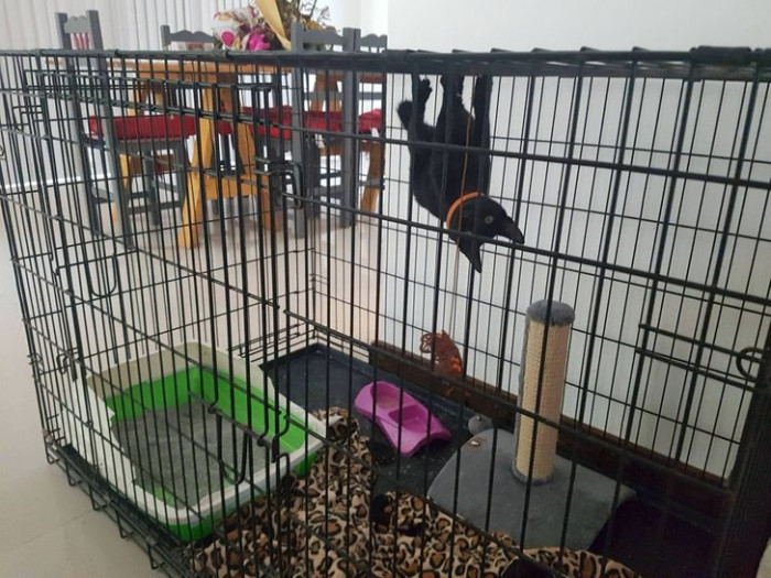 16. Na na na na, Batcat!