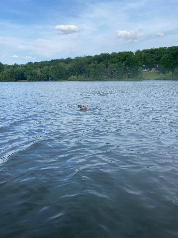 Harley, paddling with the baby deer.