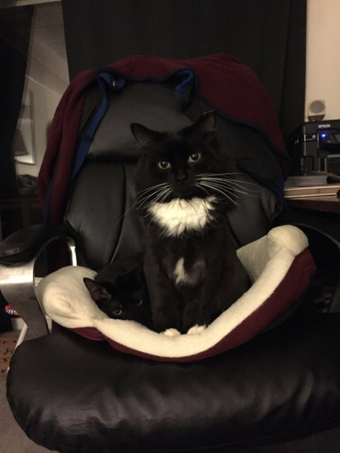 4. "See this handsome boy? That’s Murph. Look down and to the left. That’s his sister, and it’s HER bed!"