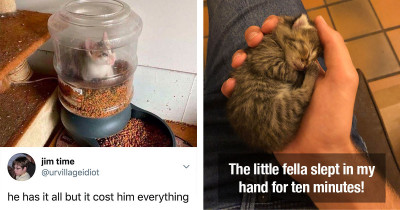 Awesome Cats Are Shared Online Just In Time To Get Cat-Crazed People Excited