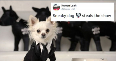 When This Adorable, Sneaky Doggo Was Caught Stealing Snacks On Live TV He Became An Internet Hero