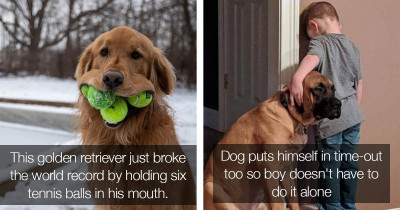 15 Funny Dog Posts That Will Get You Through The Week