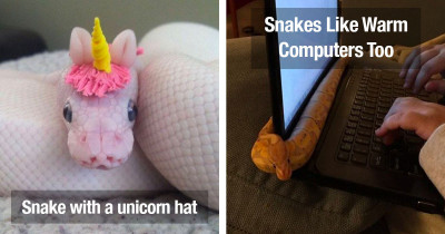 Snakes Are Way More Adorable Than Society Gives Them Credit For