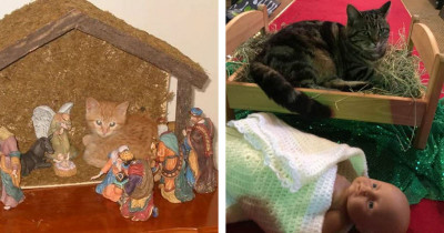 This Is What Happens When Cats Insert Themselves Into Nativity Scenes
