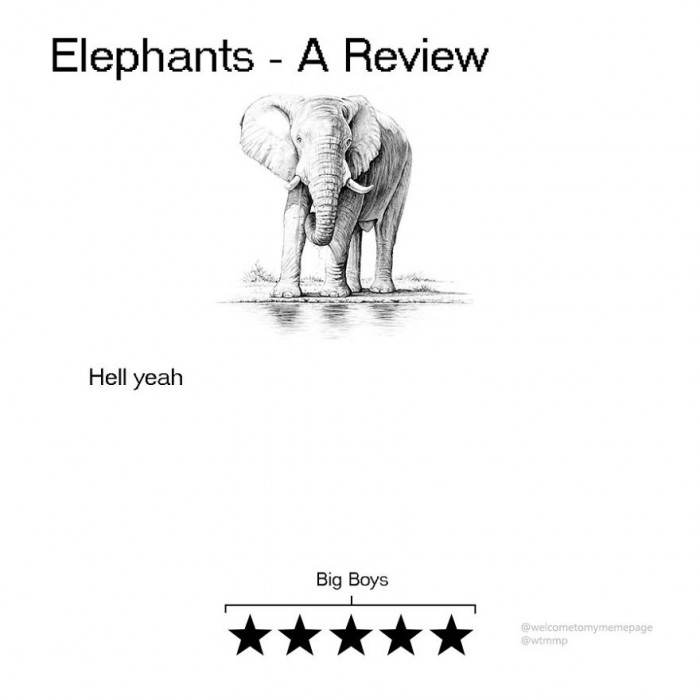 Elephants - They are just awesome!