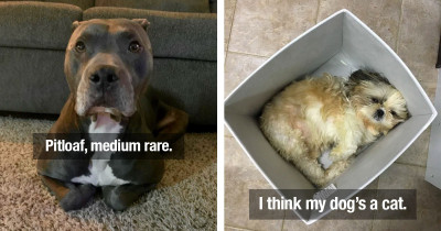 Hilarious Dogs Are Acting More Like Cats Than They Are Like Dogs