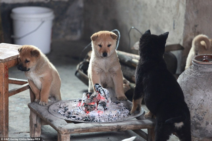 Smart dogs, hanging by the fire