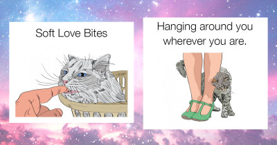 Signs That Your Cat Really Does Love You