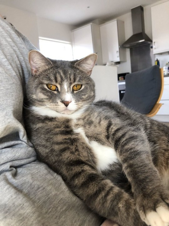 Louis and Lady Marmalade cats disrupt a Zoom workspace, Maple complains