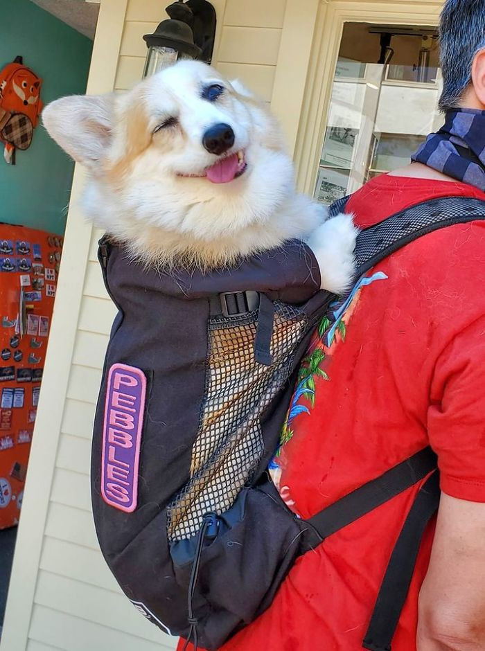 21. "Spotted this cute corgi in a backpack! Her name is on the backpack. She was a happy girl."