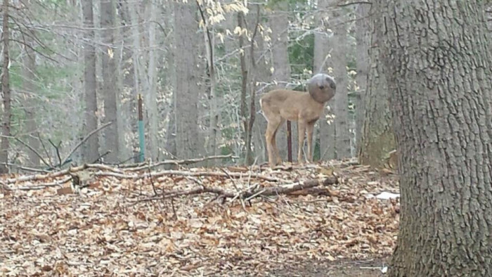 Odd Looking Deer Is Rescued After Days With No Food Or Water