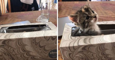 Cute Little Kitten Was Hiding In a Kleenex Box The Whole Time They Were Looking For Her
