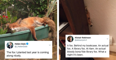 20+ Times Wild Foxes Visited People's Homes And They Shared The Incredible Photos Online