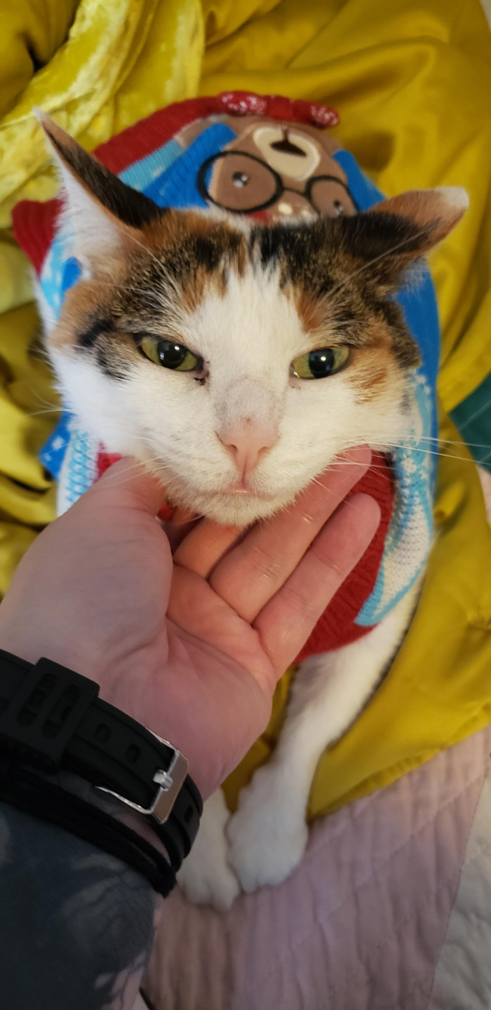 3. "Mad about the Christmas outfit and getting her picture taken. She's just generally angry about everything."