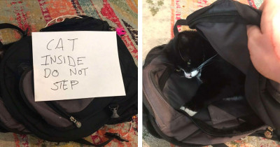 Cat Loves Sleeping In Her Human's Backpack So Much, Her Family Made Her A Hazard Sign