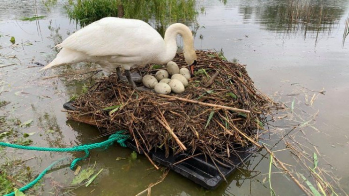 Now, the swan's nest floats on a raft. The area is fenced to protect the eggs from predators.