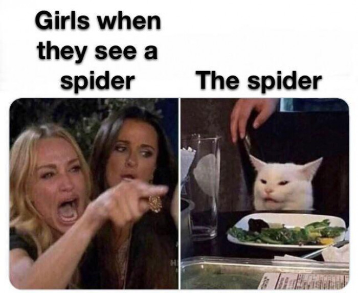 Poor Itsy Bitsy Spider