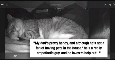 Stray Cat's Precious Moments Captured On Night Vision Camera By The Man Feeding Her