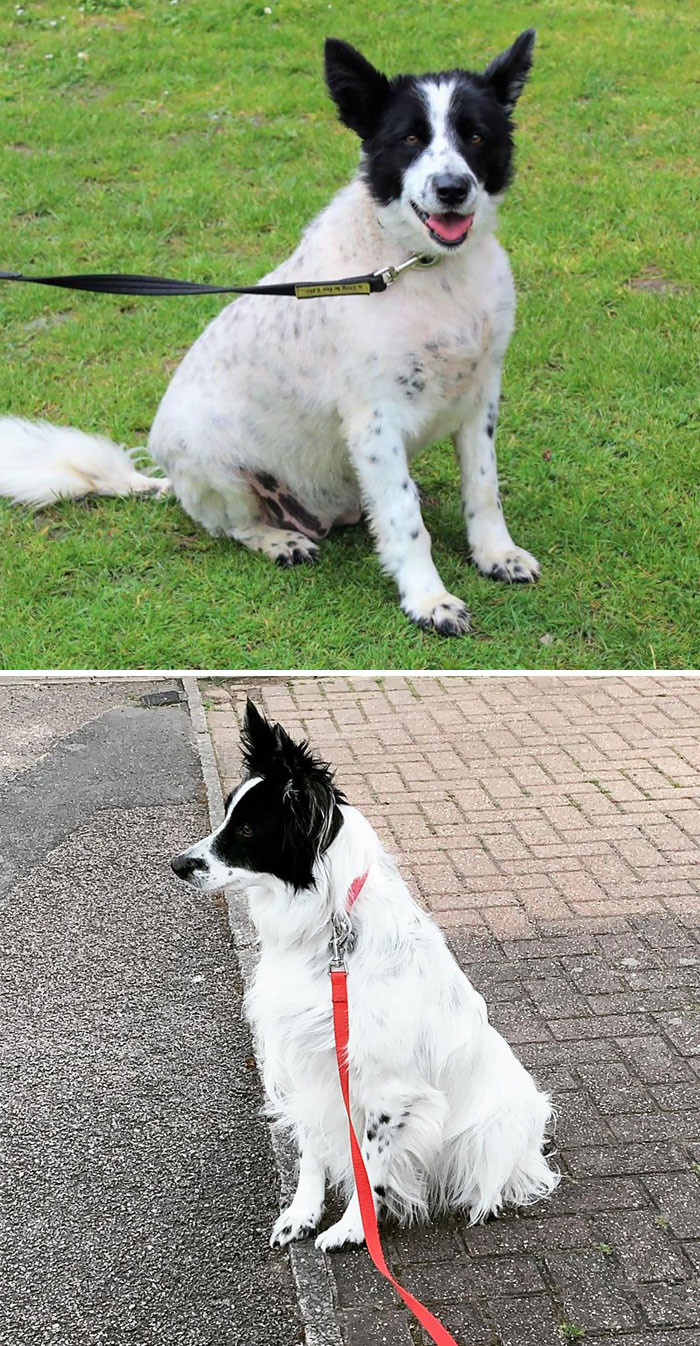 "One Whole Year With My Hoomuns. This Is Me A Year Ago Compared To Today."