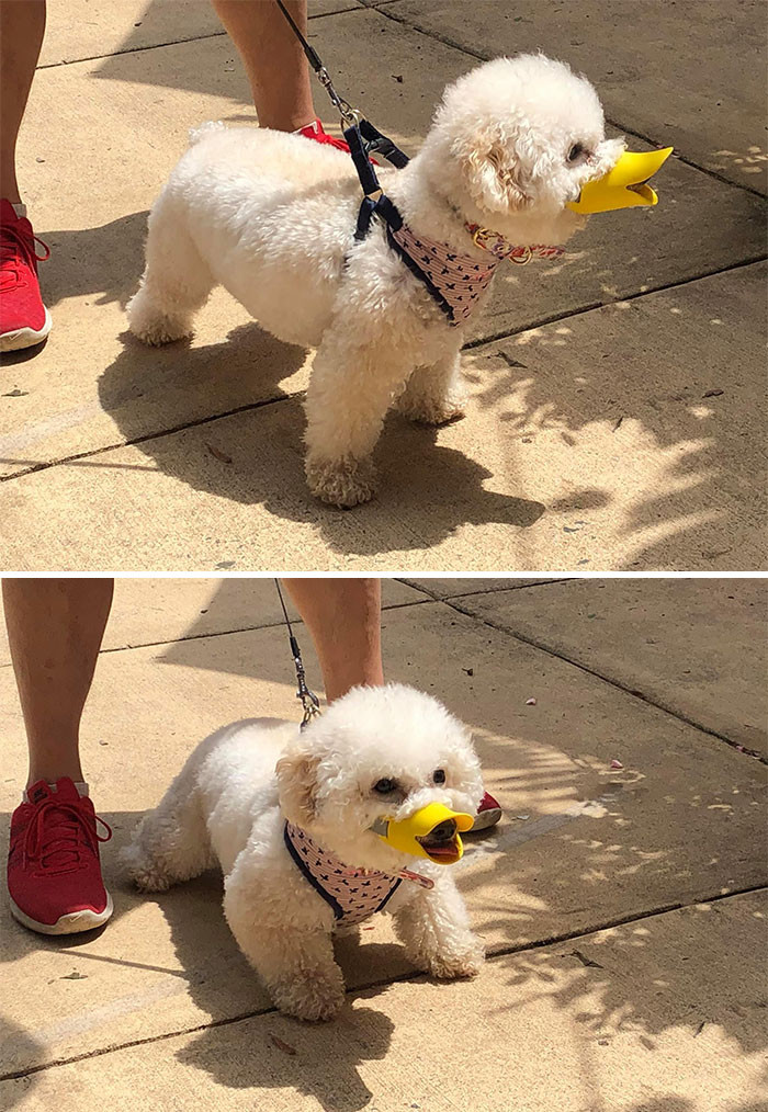50. "I know this is dog spotting, but I saw this duck in Arlington, VA today and had to share."