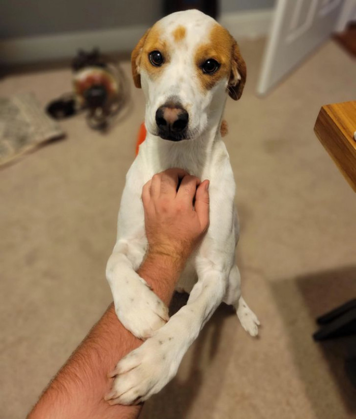 8. Working from home is not just relaxing but also fun with your furry friend around.