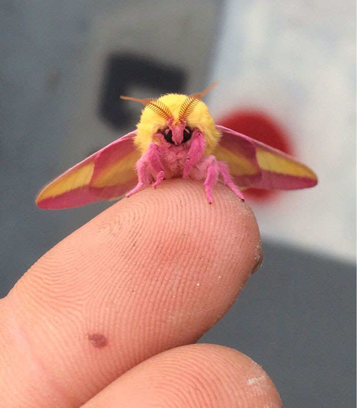 40 Pictures Of The Most Spectacular And Interesting Looking Bugs