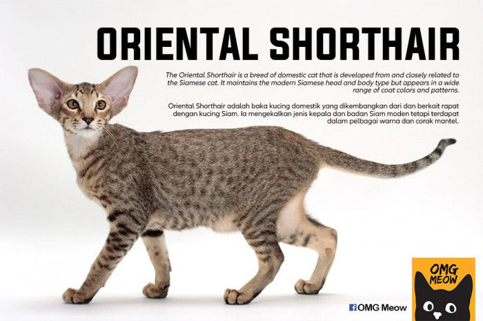 21. Oriental Shorthair