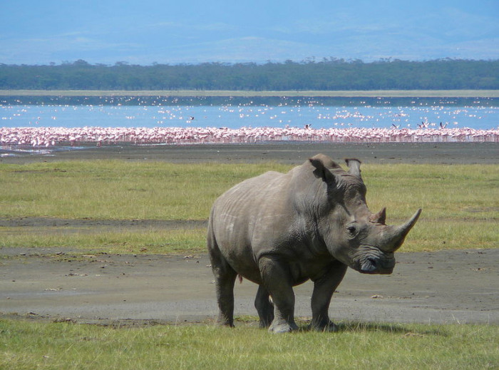 Flocks of Flamigos behind a White Rhino