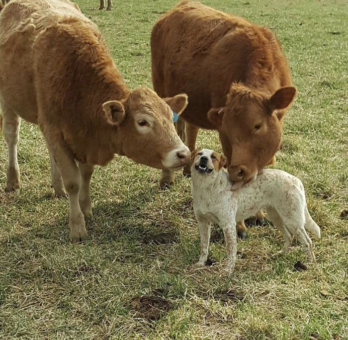 43. Doggo & Cow Friendship