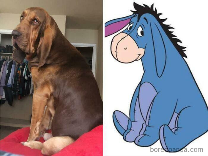 35. This long-eared pup looks like Eeyore from Winnie the Pooh!