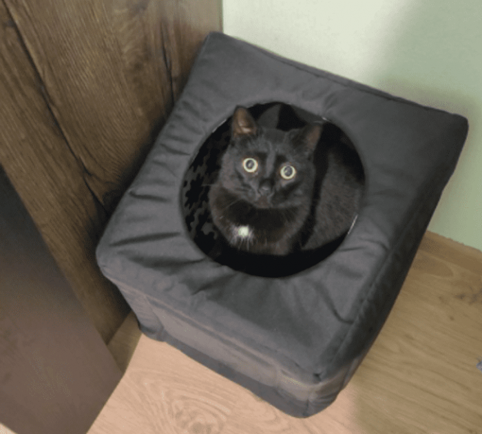 5. This cat accepted the house after five long months, only after it was turned over with the entrance facing up!