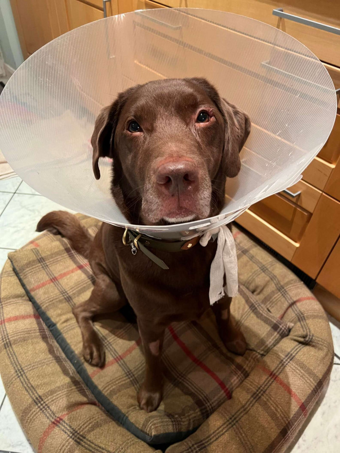 “Ollie was just really sad with the cone on,” Alex, Ollie’s owner, told The Dodo.